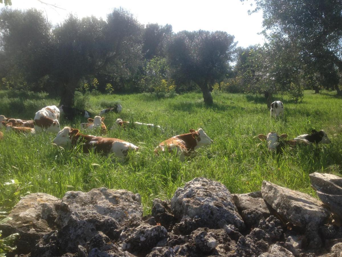 B&B Masseria Nuove Caselle Villa Castelli Ngoại thất bức ảnh